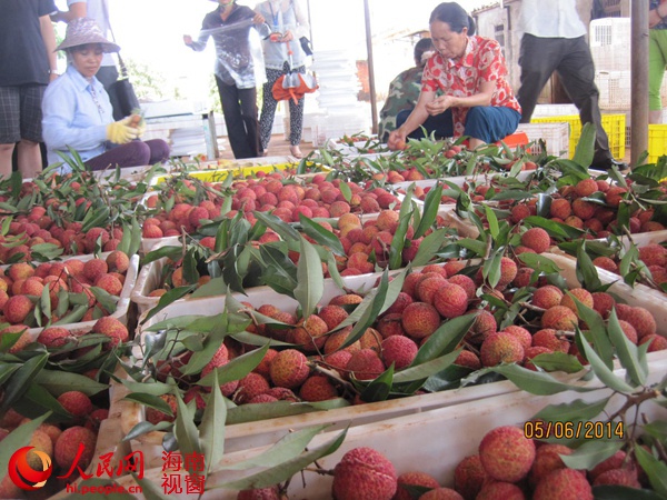 澄迈无核荔枝今日开摘 最高售价1000元\/公斤