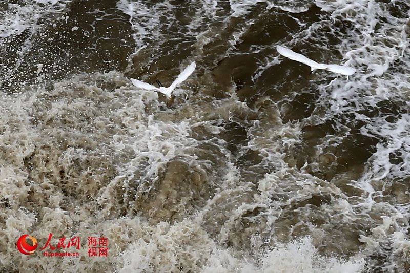 木蘭頭海鷗駭浪中勇斗台風