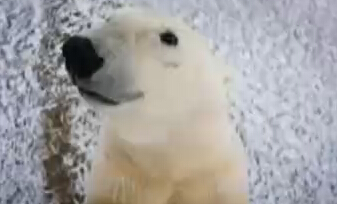 视频:好奇北极熊 骚扰 摄影师 被拍下呆萌大头照