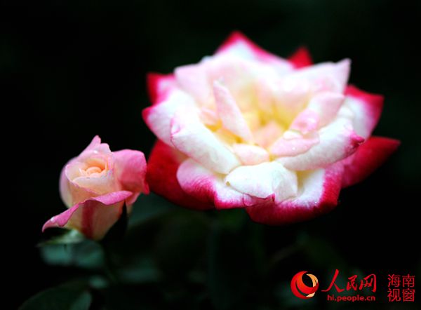 三亚亚龙湾国际玫瑰谷乡村旅游区建设达到五椰