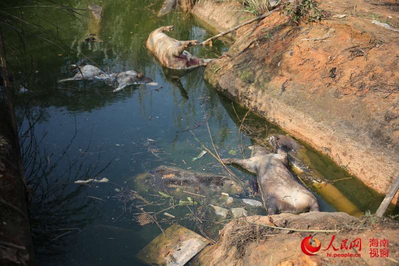 揭秘海口地沟油、潲水油黑色行业生产链(图)