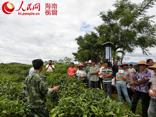 乌石农场举办现代农业茶园管理技术培训班