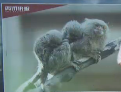 樱花醉!日本百岁樱花树樱花美丽绽放