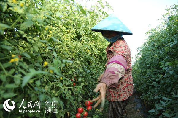 昌江十月田优质特色农产品：姜园圣女果