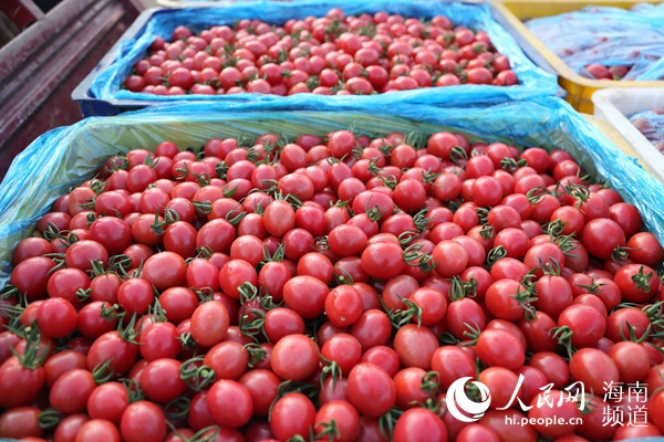 昌江十月田优质特色农产品：姜园圣女果