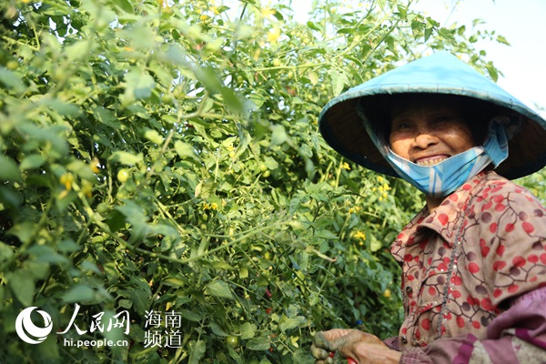 昌江十月田优质特色农产品：姜园圣女果