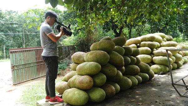 西联农场发展菠萝蜜产业增加职工收入受关注