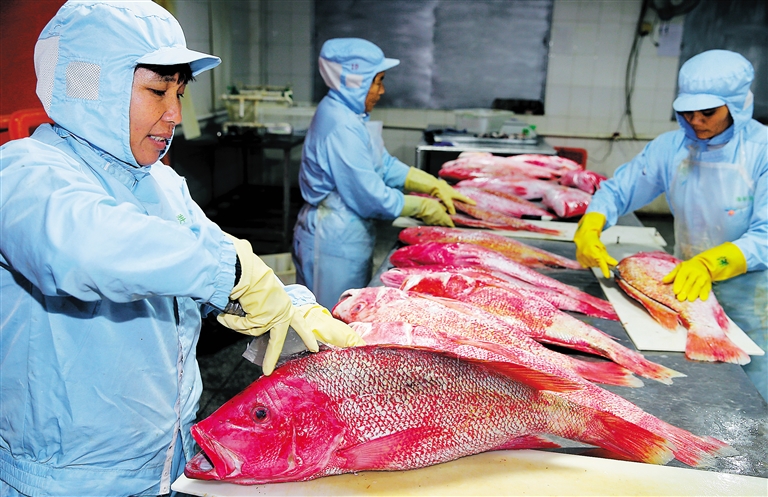 儋州紅魚處理過程