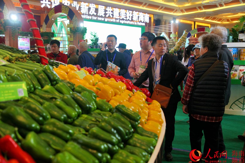 客商、游客了解海南冬季瓜菜情況