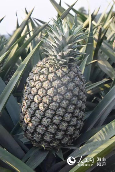 澄迈福山互联网小镇优质特色农产品:至尊凤梨