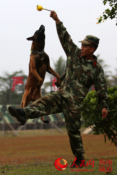 武警海南省总队警犬班的狗年新生活