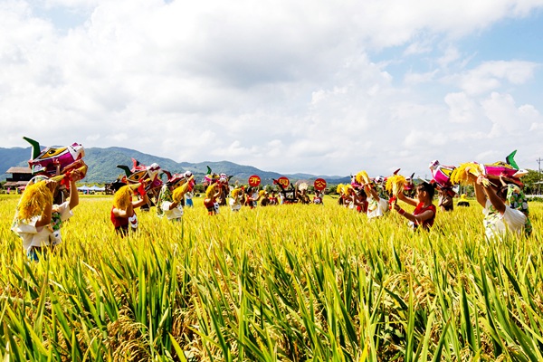 500余个水稻品种获丰收 三亚水稻国家公园迎来