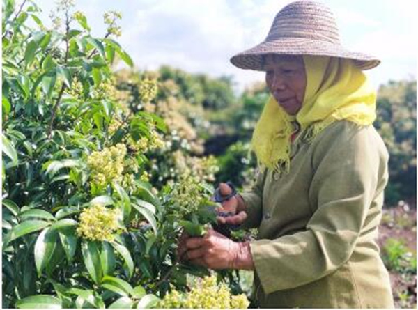 海口火山荔枝:秀英石山以品牌打造助推乡村振兴
