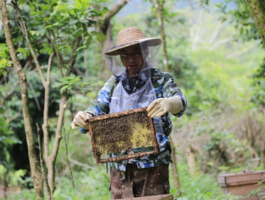 蜂農蔣善海在整理蜂箱