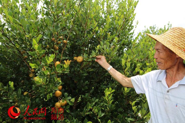 油茶面_种植油茶收入怎样