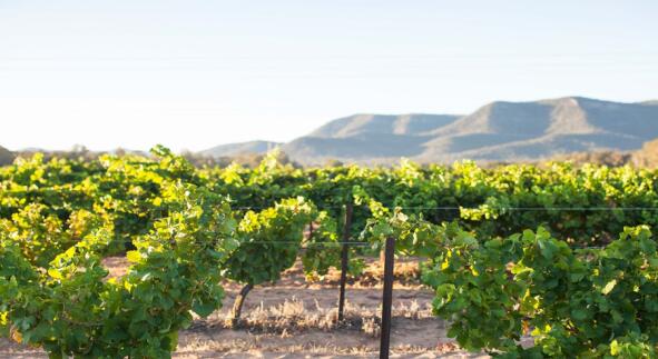 幸福莱德葡萄酒专业平台携手澳大利亚猎人谷产