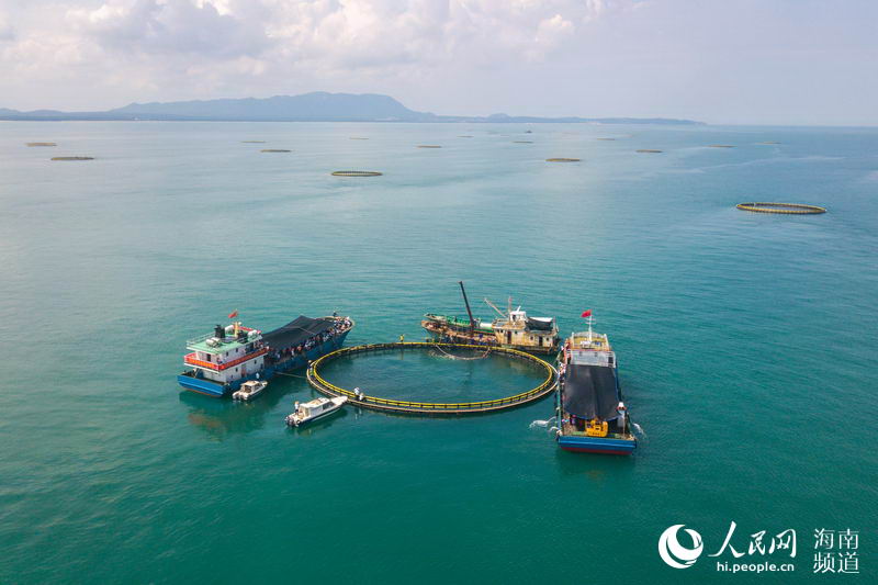 9月7日，海南昌江，深海養殖金鯧魚開捕。