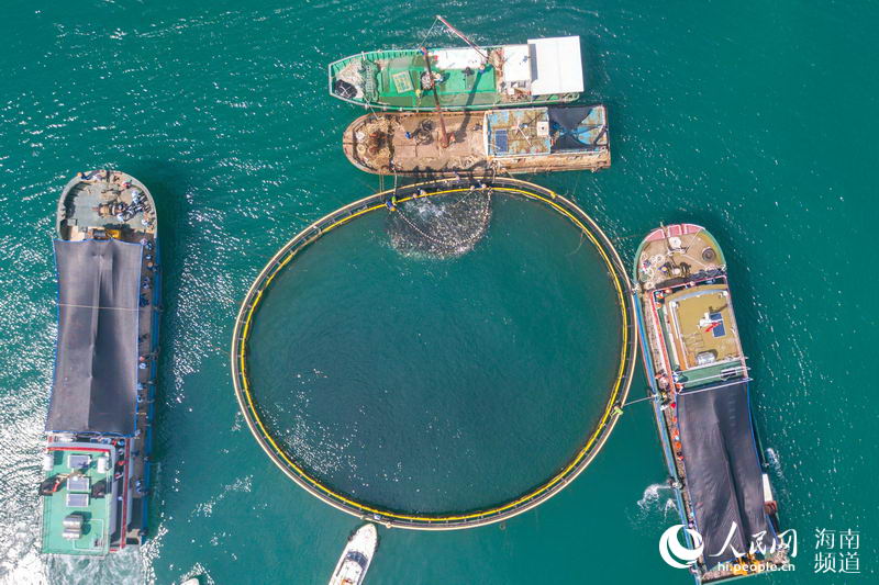 9月7日，海南昌江，深海養殖金鯧魚開捕。