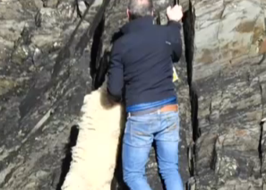 英國男子懸崖解救山羊  網友：不值得