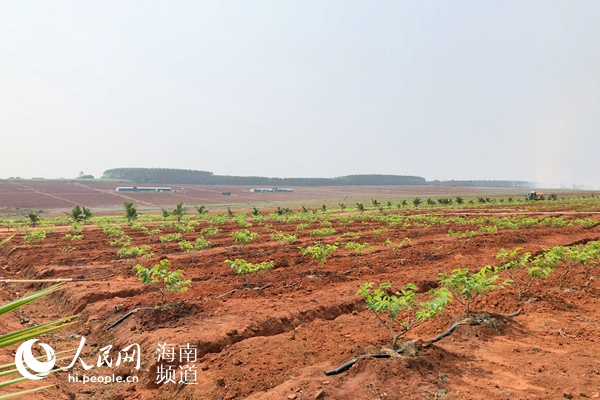 海南臨高1600余畝耕地上種起了鳳梨釋迦