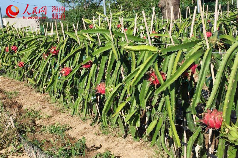 海南乐东：高效农业助增收 技术产业“两开花”