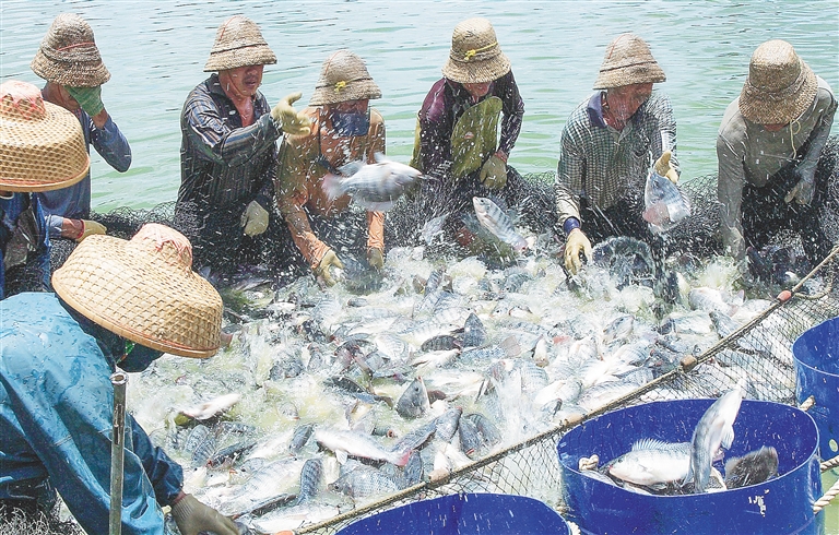 海南罗非鱼“游”出大产业 年出口额超20亿元人民币