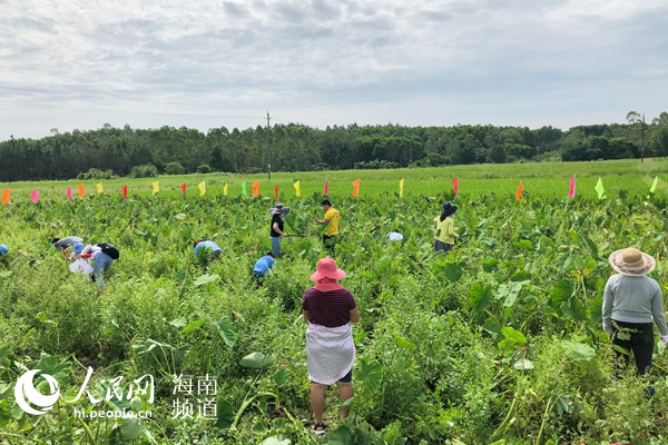 市民游客下到田間地頭 體驗挖芋頭的樂趣 人民網記者枉源 攝