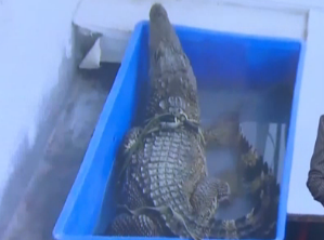 寧夏銀川：家中寵物養鱷魚  嚇壞周圍鄰居 