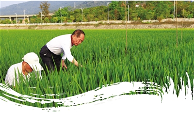 袁隆平在三亞南繁育種科技示范園考察新品種雜交水稻生長情況
