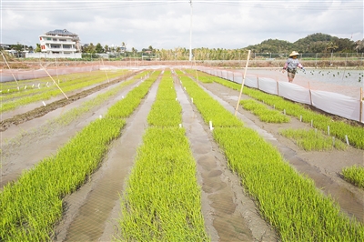 中科院相關研究所在陵水椰林鎮進行水稻育種