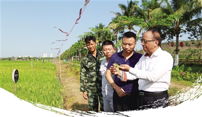 在南繁科研育種基地，謝華安和科研人員在查看水稻長勢