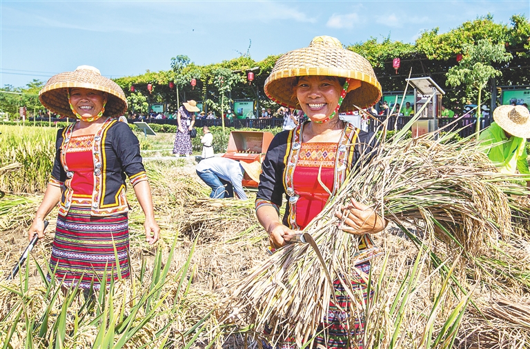 南繁水稻試驗基地的收獲季。