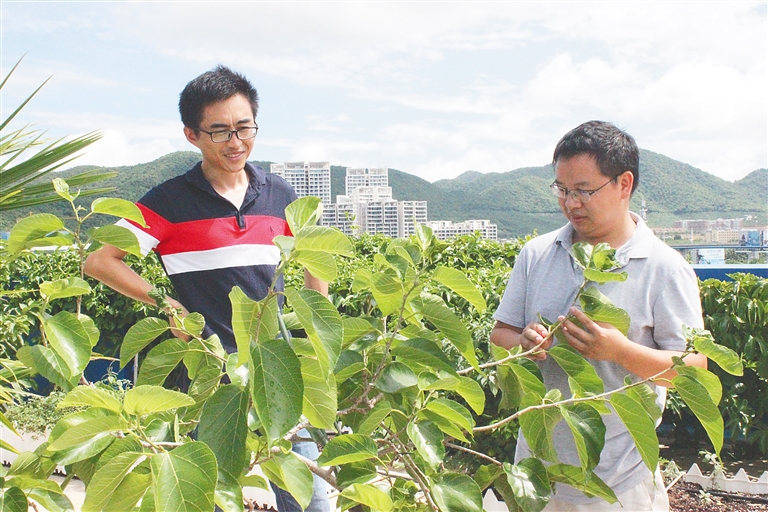 曹明（右）與同事在科研基地查看果樹苗木長勢