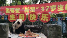 重慶37歲大熊貓奶奶過生日，世界現存最年長，相當於人類百歲