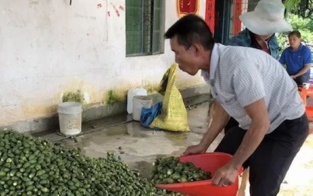 �ֶ��������鲻������ ��ֲ��ϣ����������