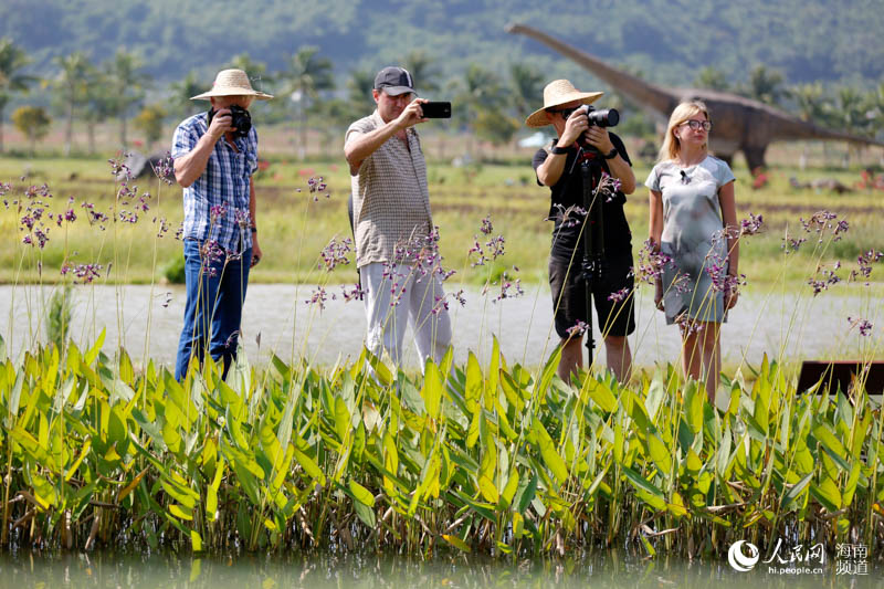 俄羅斯媒體記者感嘆三亞水稻國家公園很壯觀