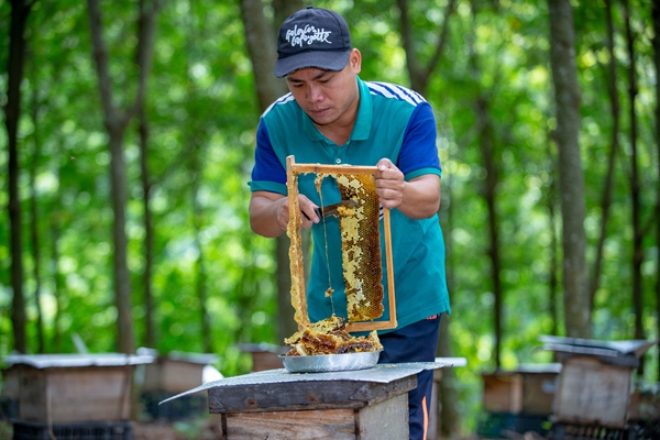 小伙身殘志堅發展養蜂釀蜜產業脫貧幫扶