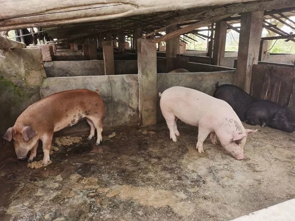 加大生豬養殖量