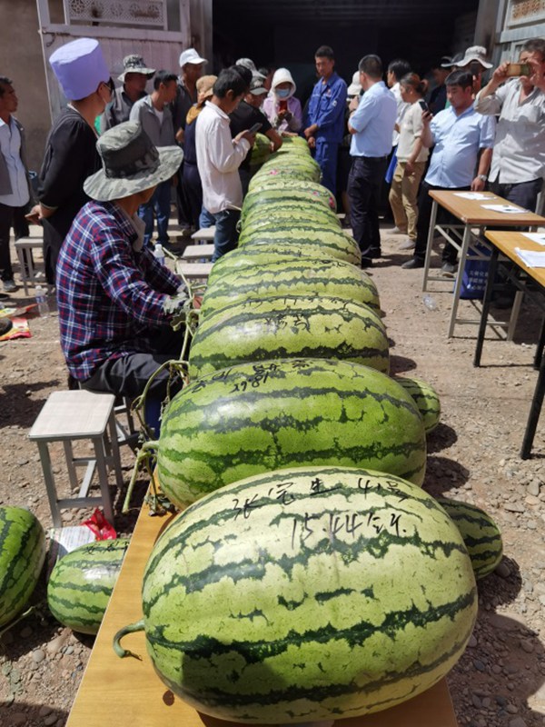 海南富友種苗公司無菌育種基地培育的“沙漠風暴”優良西瓜品種在寧夏中衛種植大獲成功
