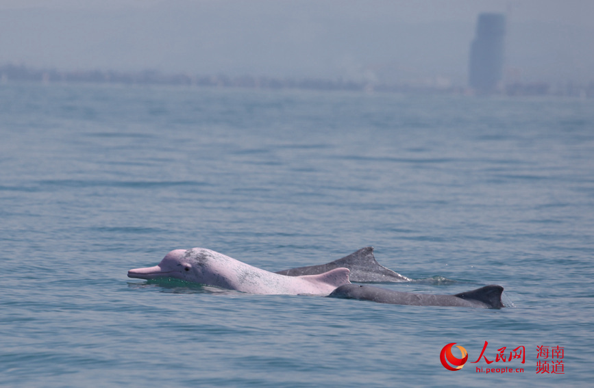 不同年齡段的中華白海豚結伴暢游在海南島西南近海海域。 中科院深海所供圖