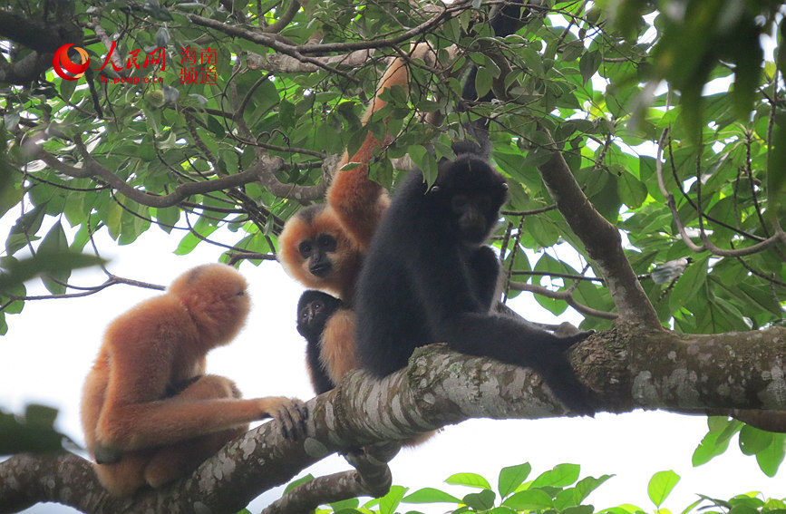 在熱帶雨林中嬉戲的長臂猿。海南熱帶雨林國家公園霸王嶺分局 李文永 攝