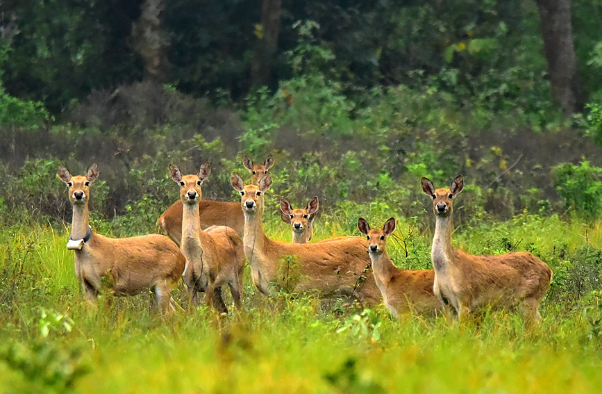 海南大田國家級自然保護區裡的坡鹿。  蔡銓明攝