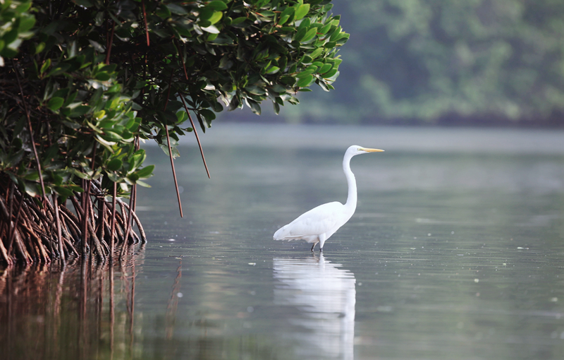 東寨港國家級自然保護區：生態濕地展畫卷