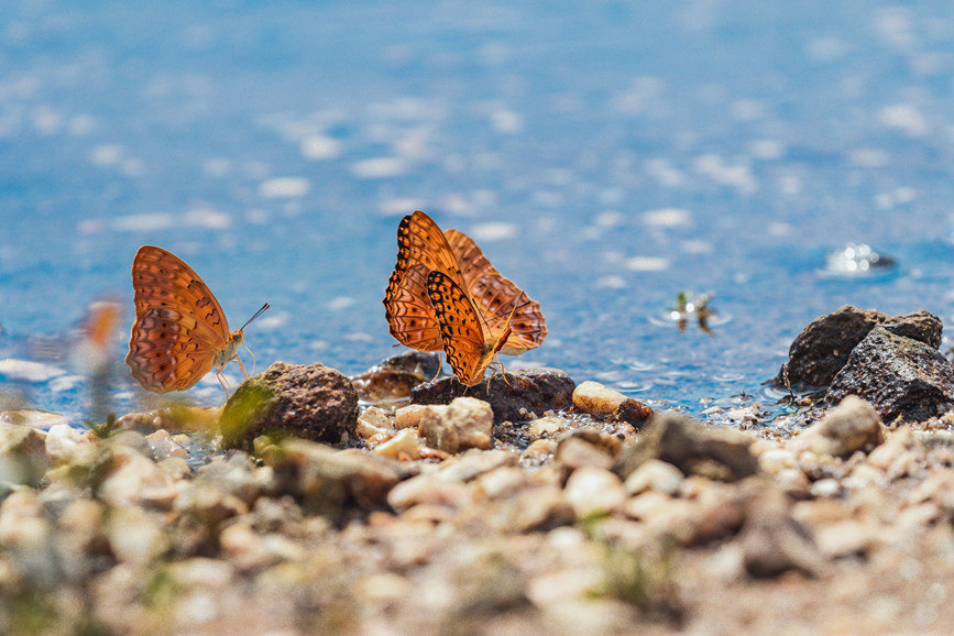 海南保梅嶺省級自然保護區裡的蝴蝶。郭能為攝