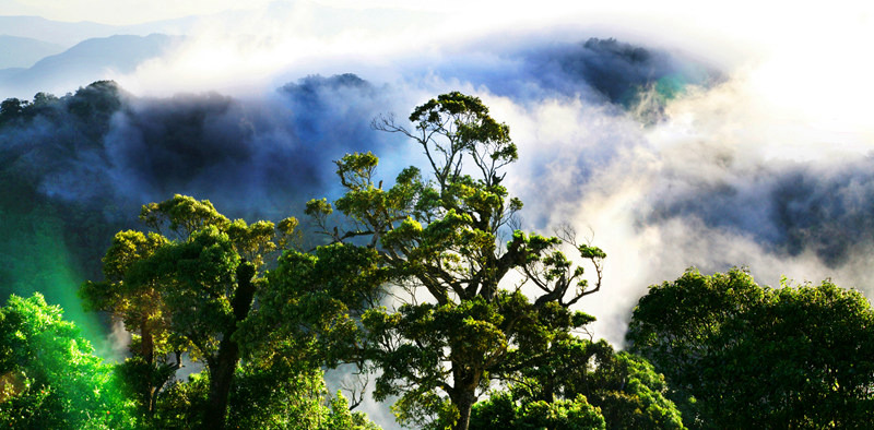 海南霸王嶺國家級自然保護區雨林。林愛和攝