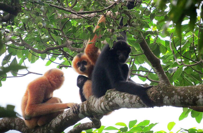 在熱帶雨林中嬉戲的長臂猿。李文勇攝