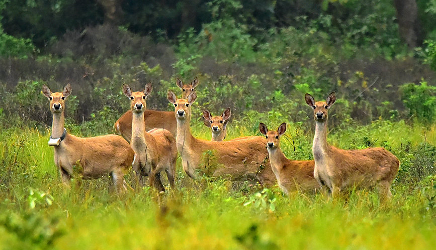 海南坡鹿劫難重生 種群呈恢復性增長態勢