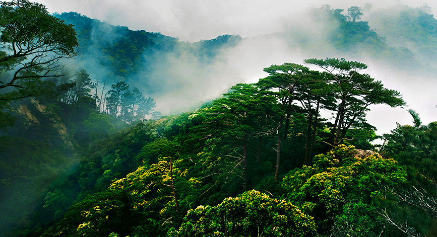 美麗而神奇的海南熱帶雨林