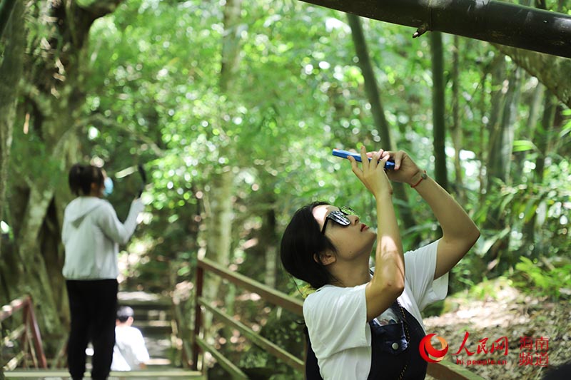 拍客們在雨林間與大自然零親密接觸。