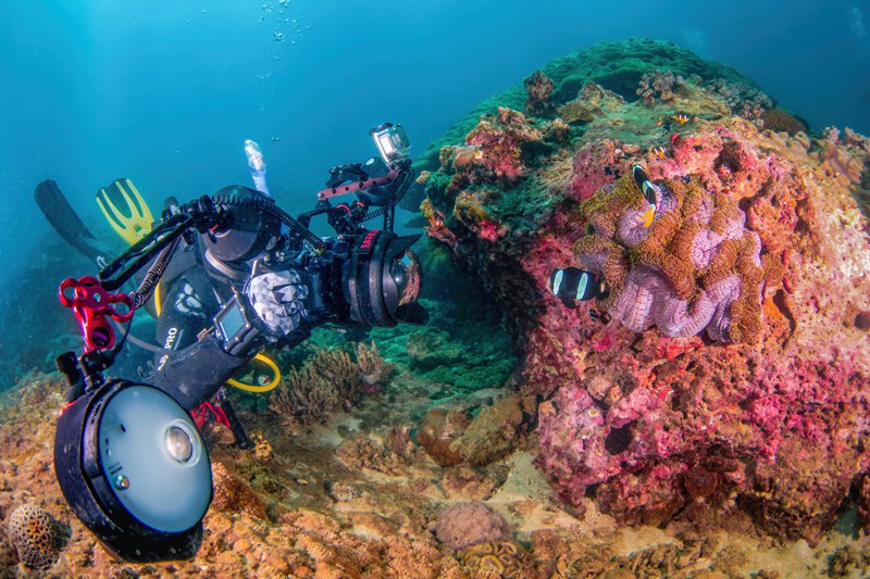 摄影师正在拍摄软珊瑚和小丑鱼。童炼杰摄